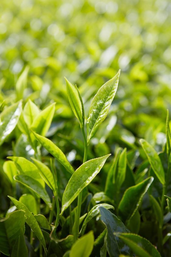 Matcha Nhật